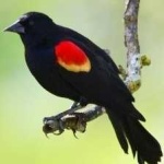 image of bird