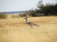 image of bustard #16