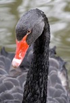 image of black_swan #16