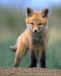 image of red_fox