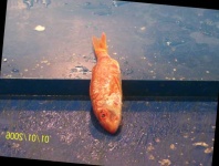 image of fish