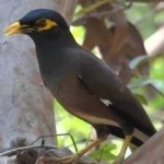 image of bird
