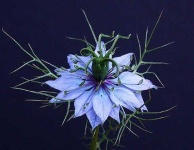 image of flower