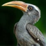 image of bird