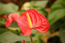 image of flower