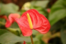 image of anthurium #19