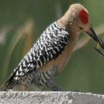 image of bird
