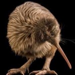 image of bird