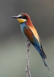image of bee_eater