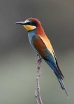 image of bee_eater #22