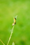 image of animal