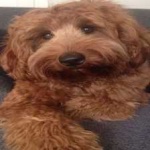 image of animal