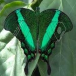 image of banded_butterfly #87