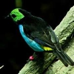 image of bird