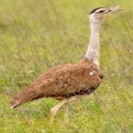 image of bird