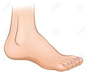 image of human_body_parts
