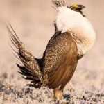 image of bird