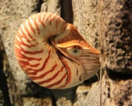 image of chambered_nautilus