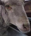image of animal
