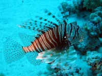 image of lionfish