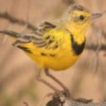 image of bird