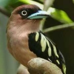 image of banded_broadbill #22