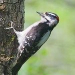 image of bird