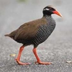 image of bird
