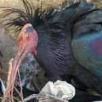 image of bird