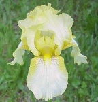 image of flower