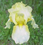 image of bearded_iris #13