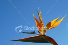 image of bird_of_paradise_flower #63