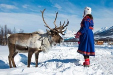 image of reindeer #32