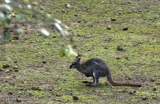 image of wallaby