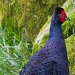 image of bird