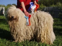 image of komondor