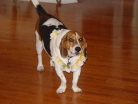 image of beagle