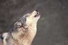 image of coyote