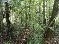 image of rainforest