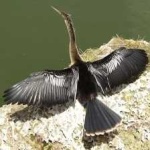 image of bird