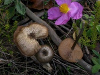 image of mushrooms