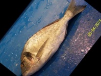 image of fish