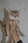 image of animal