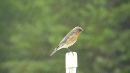 image of animal