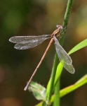 image of damselfly