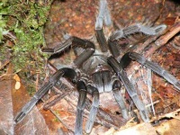 image of tarantula