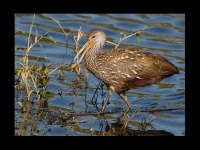 image of limpkin