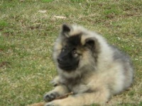 image of keeshond #6