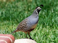 image of quail
