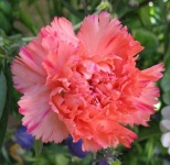 image of flower